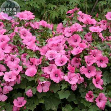 Lavatera arborea Tree Mallow Flower Seeds 30 seeds