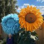 50pcs Rare Yellow & Blue Mixed Enchanting Giant Teddy Bear Sunflower Seeds