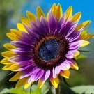 50pcs Rare Purple Heart Sunflower Seeds