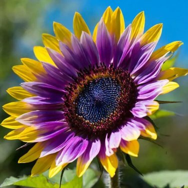 50pcs Rare Purple Heart Sunflower Seeds