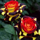 20pcs Rare Rose Firebird Seeds Heirloom Variety