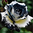 20pcs Rare Black & White Rose Seeds Heirloom Variety