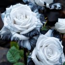 20pcs Rare Ink Rose Seeds Heirloom Variety