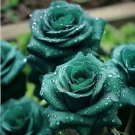 20pcs Scottish Green Rose Seeds Heirloom Variety