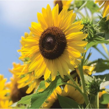 50pcs MultiHeaded Sunflower Seeds
