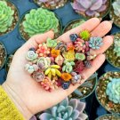 200pcs Rare Mixed Succulent Seeds Beautiful and Colorful Collection