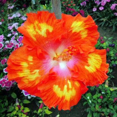 30pcs Rare Hibiscus Seeds Rare Heirloom Variety