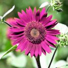 50pcs Purple Sunflower Seeds for Planting Heirloom Garden