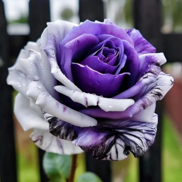 20pcs Rare Purple and White Twin Rose Seeds Captivating