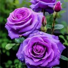 20pcs Rare Purple Rose Seeds Ideal for Home Gardens Easy Germination