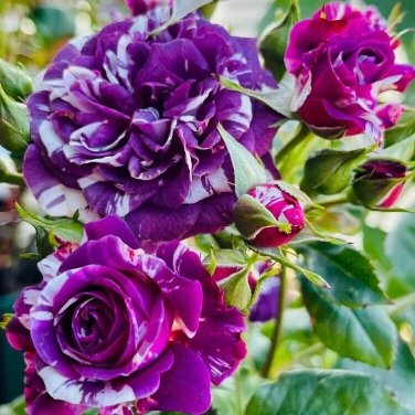 20pcs Purple & White Rose Seeds Fragrant Floribunda Variety