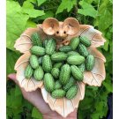 Explore Exotic Flavors with 100pcs Cucamelon Seeds