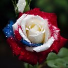 20pcs Rare ThreeColor Rose Seeds for Home Potted Garden Vibrant Elegance Blooms