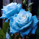 20pcs Broken Ice Blue Rose Seeds Heirloom Variety