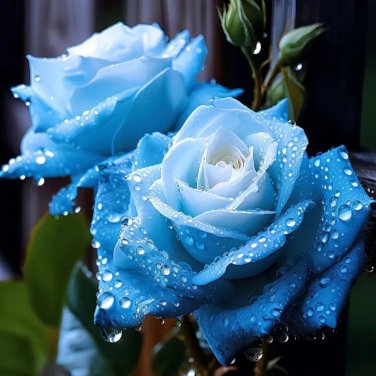 20pcs Broken Ice Blue Rose Seeds Heirloom Variety