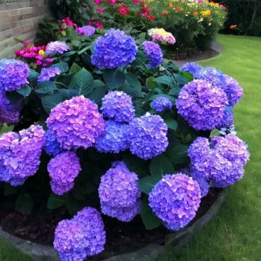 25pcs Blue Pink Purple Hydrangea Beautiful and Hardy Perennial Flowers