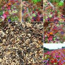 Seasonal Enchantment Garden 200pcs Mixed Perennial Flower Seeds Collection