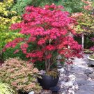 25pcs Red Japanese Maple Seeds Acer (Palmatum Atropurpureum)