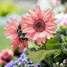 50pcs Pink Sunflower Seeds for Planting High Germination Rate