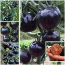 100pcs European Black Cherry Tomato Seeds Heirloom Rich Flavor