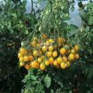 Cherry Tomato Yellow Grape Fruit Seeds