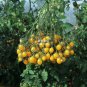 Cherry Tomato Yellow Grape Fruit Seeds