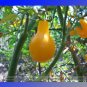 Yellow Pear Organic Heirloom Tomato Seeds 100 Seeds