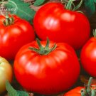 20 Seeds Tasty Juicy Sweet Bright Red Beef Tomato