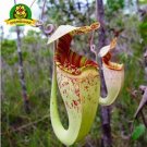 Eating Mosquito Carnivorous Plants Nepenthes Seeds 200pcs C