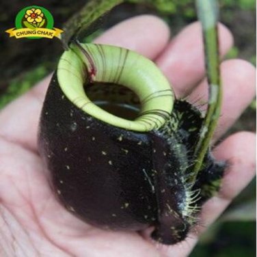 Eating Mosquito Carnivorous Plants Nepenthes Seeds 200pcs E