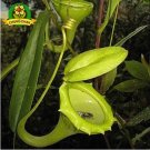 Eating Mosquito Carnivorous Plants Nepenthes Seeds 200pcs G