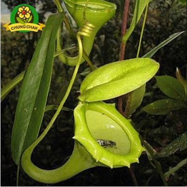 Eating Mosquito Carnivorous Plants Nepenthes Seeds 200pcs G