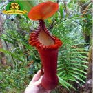 Eating Mosquito Carnivorous Plants Nepenthes Seeds 200pcs H