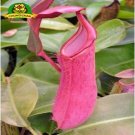 Eating Mosquito Carnivorous Plants Nepenthes Seeds 200pcs I