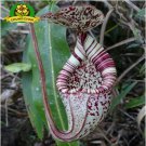 Eating Mosquito Carnivorous Plants Nepenthes Seeds 200pcs K