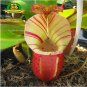 Eating Mosquito Carnivorous Plants Nepenthes Seeds 200pcs O