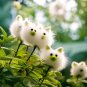 Amazing Plants! Cat's eye dazzle&Atilde;�Cute Pig