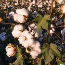 30 White Cotton Seeds