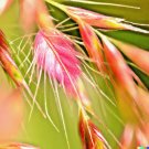 10.000 Bulk Prairie Grass Seed Fast Native Drought & Heat Ez