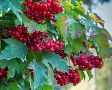 80 Red Elderberry Seeds Sambucus Racemosa Tree Shrub Fruit Berry