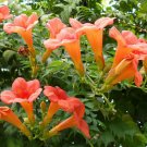 100+ Flower Vine Seeds Perennial Trumpet Creeper Campsis Radicans