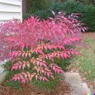 20+ Heavenly Bamboo Nandina Domestica Seeds