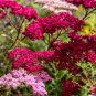 1000+ Perennial Rosy Red Bulk Wildflower Seeds