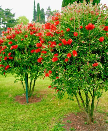 100+ Crimson Bottle Brush Red Flowering Tree Seeds Callistemon Citrinus