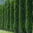 50+ Thuja Tree Seeds Thuja Occidentalis White Cedar Arborvitae