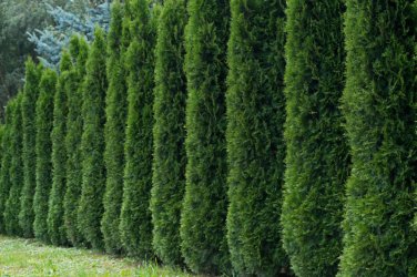 50+ Thuja Tree Seeds Thuja Occidentalis White Cedar Arborvitae