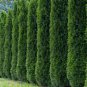 50+ Thuja Tree Seeds Thuja Occidentalis White Cedar Arborvitae