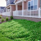 1000+ Dichondra Repens Seeds Perennial Creeping Ground Cover