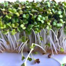 2000+ Bulk Broccoli Seed Microgreen Vegetable Seeds
