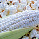 50+ White Popcorn Seeds Grow Non Gmo Japanese Hulless Corn